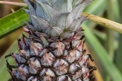 Pineapple at Dole Plantation