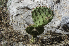 red rock canyon national conservation area