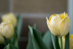 Blooming Tulips