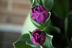 Blooming Tulips