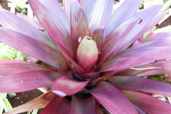 Dole Plantation