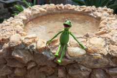 Kermit Hanging out by a Pond  ( Bird Bath )in Bermuda