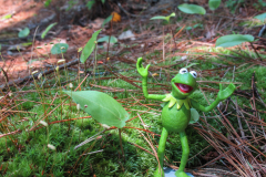 Kermit Checking Out The Woods in Algonquin Park