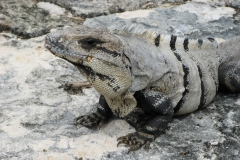 black spiny-tailed iguana ( Ctenosaura similis)