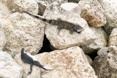 Iguanas  at CocoCay, Bahamas