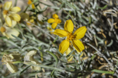 red rock canyon national conservation area
