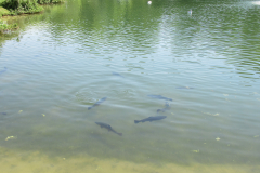 54707-IMG_7338
