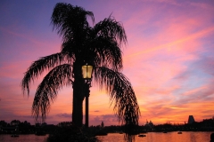 Epcot Palm sunset