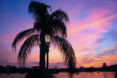 Epcot Palm sunset