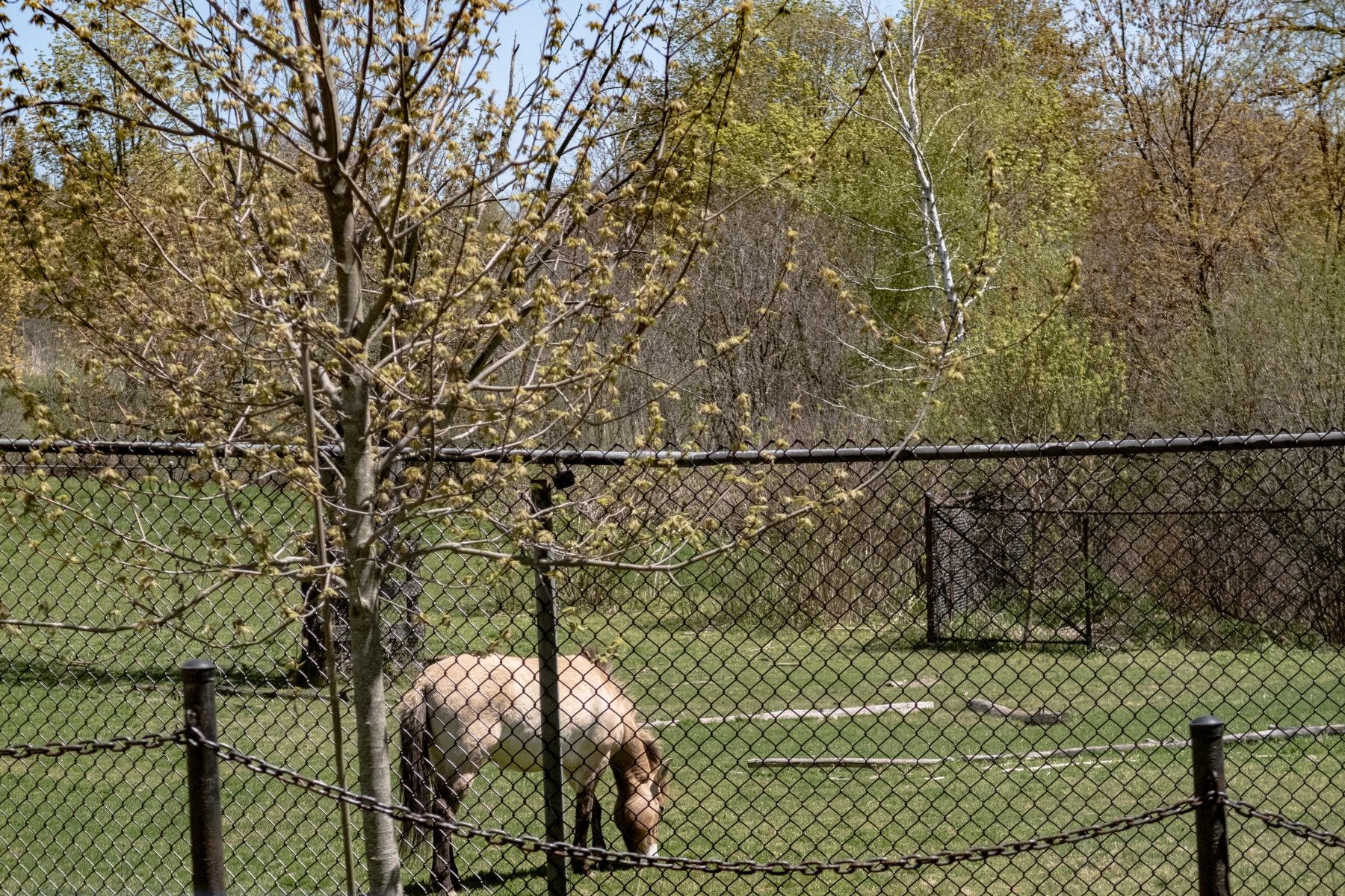 Toronto-Zoo-Scenic-Safari-_2020-42