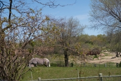 Toronto-Zoo-Scenic-Safari-_2020-10