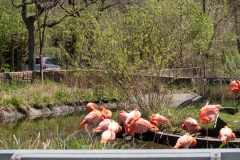 Toronto-Zoo-Scenic-Safari-_2020-25
