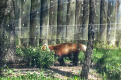Toronto Zoo Scenic Safari 2020