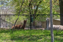Toronto-Zoo-Scenic-Safari-_2020-33