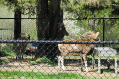 Toronto Zoo Scenic Safari 2020