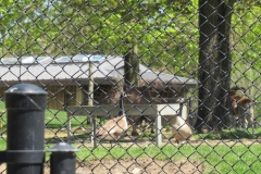 Toronto-Zoo-Scenic-Safari-_2020-36