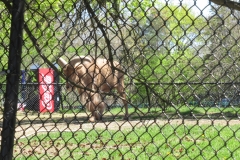 Toronto-Zoo-Scenic-Safari-_2020-37