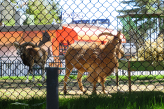 Toronto Zoo Scenic Safari 2020