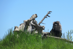 Lion Tailed Macaques