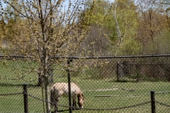Toronto-Zoo-Scenic-Safari-_2020-42