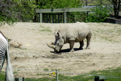 Toronto Zoo Scenic Safari 2020