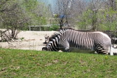 Toronto-Zoo-Scenic-Safari-_2020-7