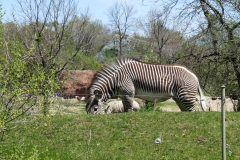 Toronto-Zoo-Scenic-Safari-_2020-8