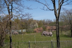 Toronto-Zoo-Scenic-Safari-_2020-9